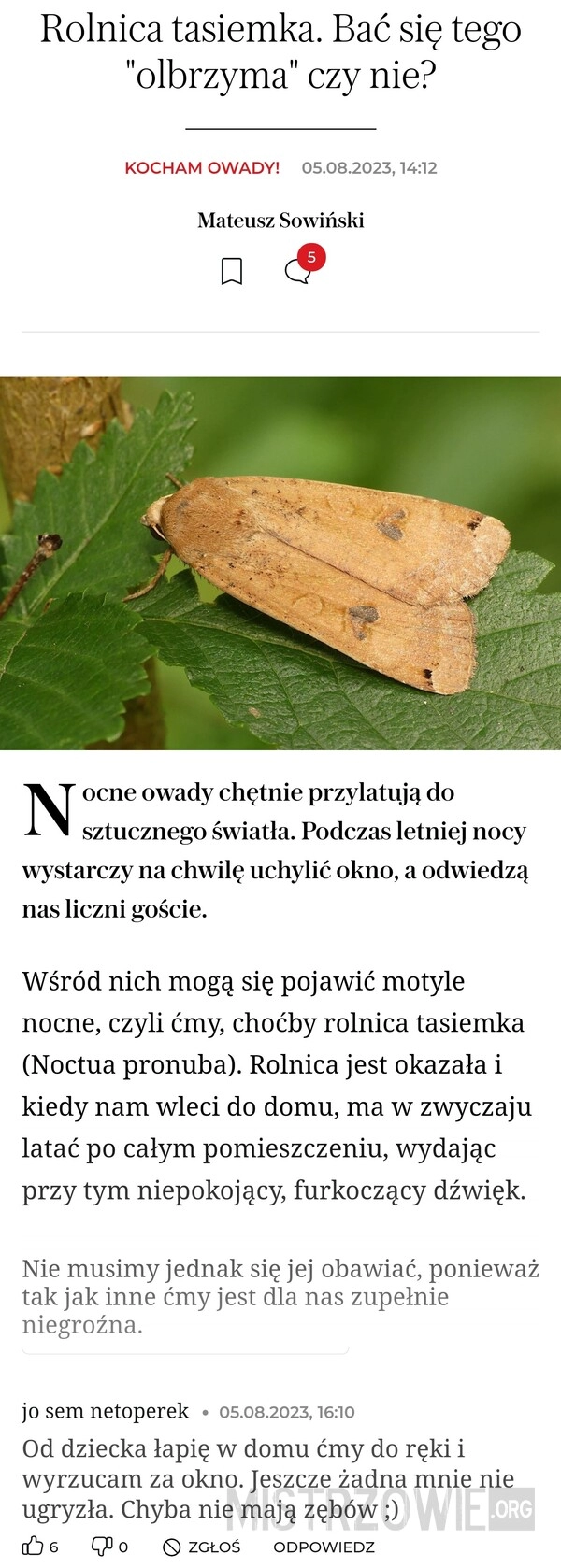 
    Nocne owady