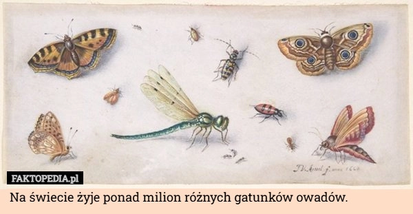 
    Na świecie żyje ponad milion różnych gatunków owadów.