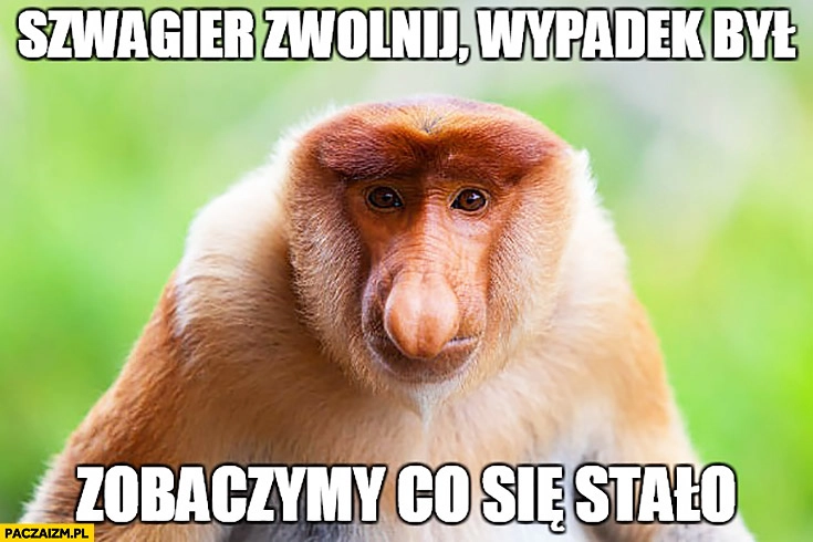 Szwagier zwolnij wypadek był zobaczymy co się stało typowy Polak nosacz małpa