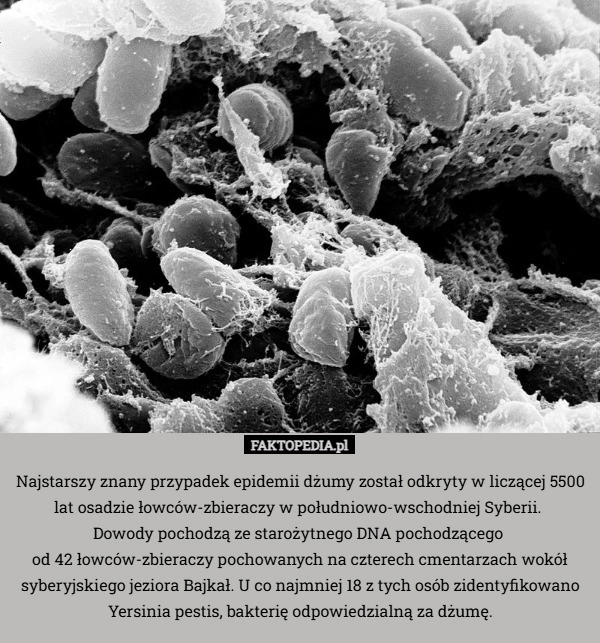 
    Najstarszy znany przypadek epidemii dżumy został odkryty w liczącej 5500