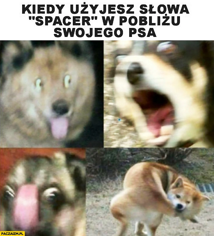 Kiedy użyjesz słowa spacer w pobliżu swojego psa szaleje