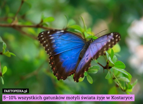 
    5–10% wszystkich gatunków motyli świata żyje w Kostaryce.