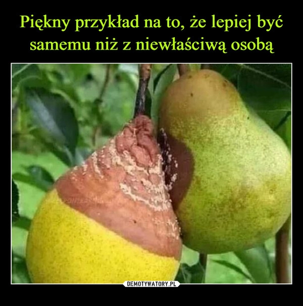 
    Piękny przykład na to, że lepiej być samemu niż z niewłaściwą osobą