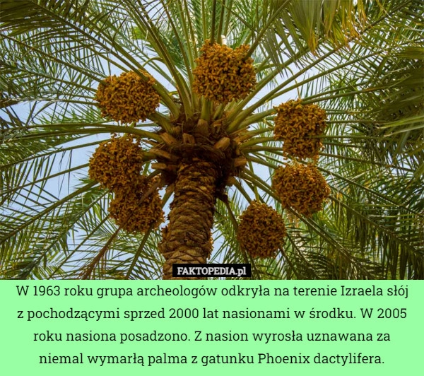 
    W 1963 roku grupa archeologów odkryła na terenie Izraela słójz pochodzącymi