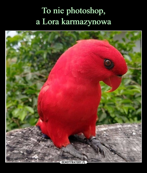 
    To nie photoshop,
a Lora karmazynowa