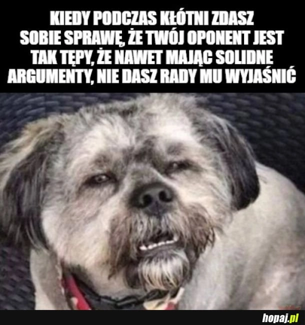 
    Szkoda szczempić ryja