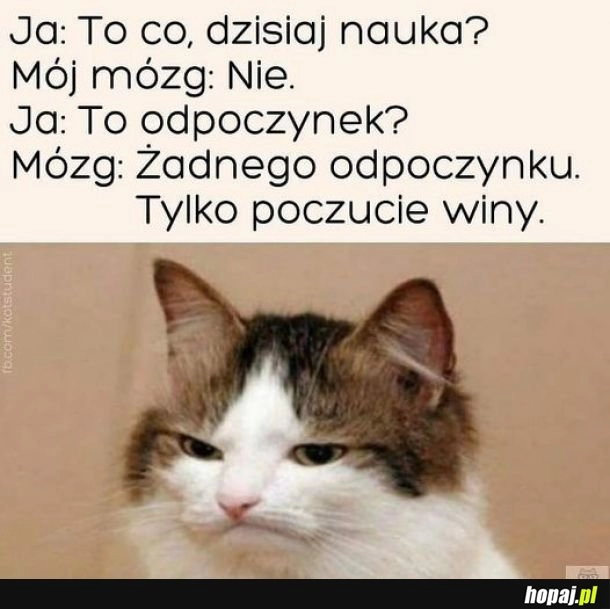 
    I jak zwykle