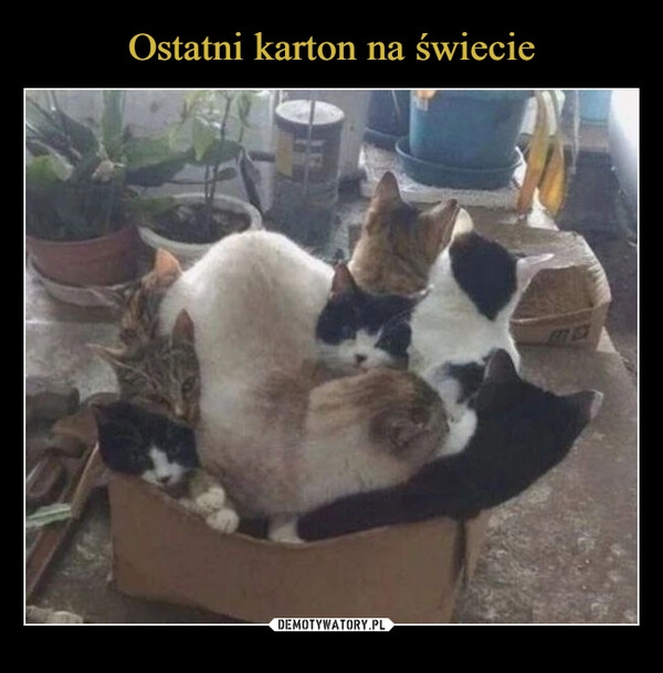 
    Ostatni karton na świecie