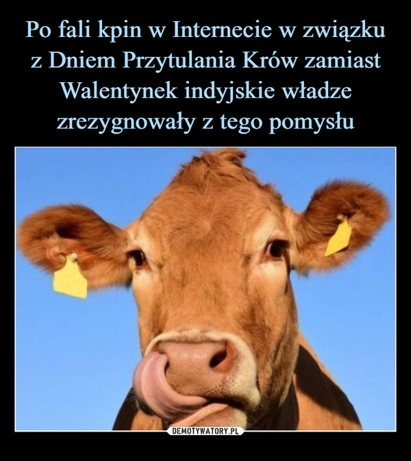 
    Po fali kpin w Internecie w związku z Dniem Przytulania Krów zamiast Walentynek indyjskie władze zrezygnowały z tego pomysłu