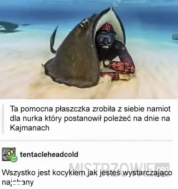 
    Płaszczka