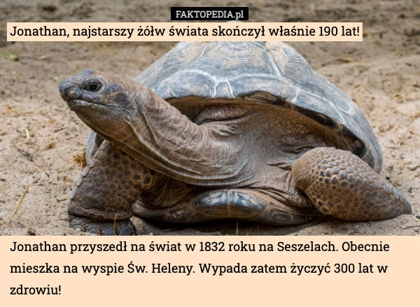 
    
			Jonathan, najstarszy żółw świata skończył właśnie 190 lat!					