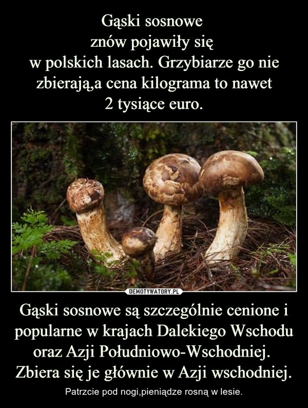 
    Gąski sosnowe 
znów pojawiły się 
w polskich lasach. Grzybiarze go nie zbierają,a cena kilograma to nawet
2 tysiące euro. Gąski sosnowe są szczególnie cenione i popularne w krajach Dalekiego Wschodu oraz Azji Południowo-Wschodniej. 
Zbiera się je głównie w Azji wschodniej.