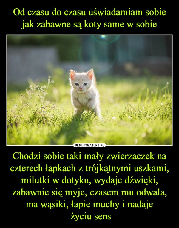 
    Od czasu do czasu uświadamiam sobie jak zabawne są koty same w sobie Chodzi sobie taki mały zwierzaczek na czterech łapkach z trójkątnymi uszkami, milutki w dotyku, wydaje dźwięki, zabawnie się myje, czasem mu odwala, ma wąsiki, łapie muchy i nadaje
 życiu sens