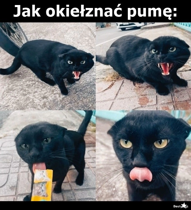 
    Jak okiełznać pumę 