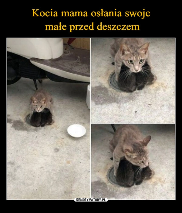 
    Kocia mama osłania swoje
 małe przed deszczem