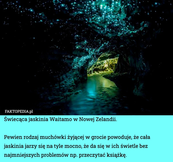 
    Świecąca jaskinia Waitamo w Nowej Zelandii.

Pewien rodzaj muchówki żyjącej