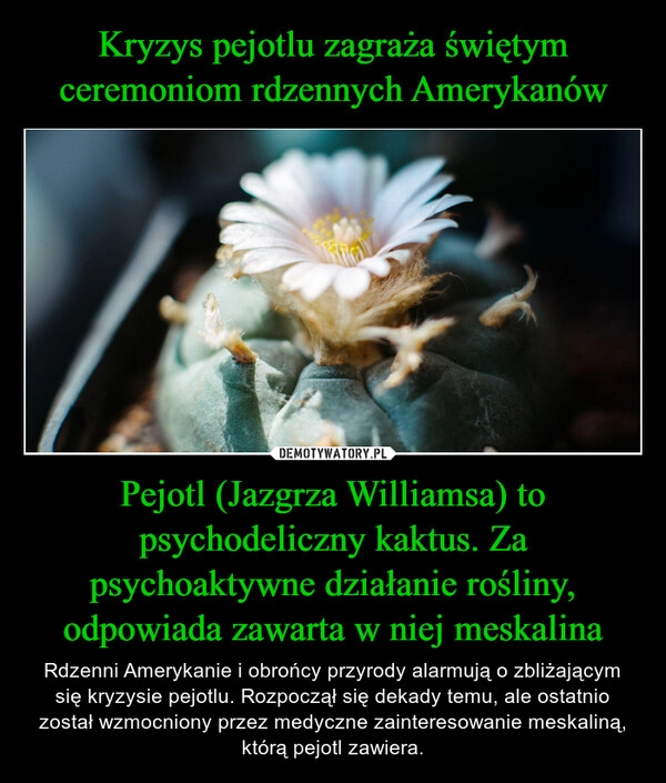 
    Kryzys pejotlu zagraża świętym ceremoniom rdzennych Amerykanów Pejotl (Jazgrza Williamsa) to psychodeliczny kaktus. Za psychoaktywne działanie rośliny, odpowiada zawarta w niej meskalina