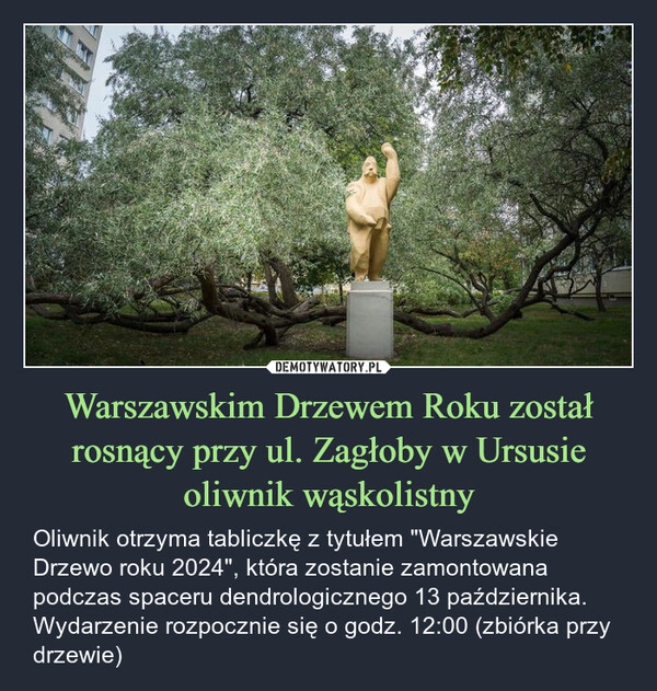 
    Warszawskim Drzewem Roku został rosnący przy ul. Zagłoby w Ursusie oliwnik wąskolistny