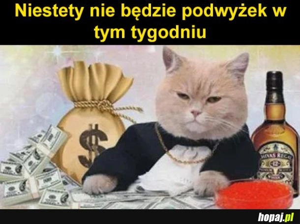 Bieda