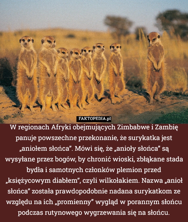 
    W regionach Afryki obejmujących Zimbabwe i Zambię panuje powszechne przekonanie,