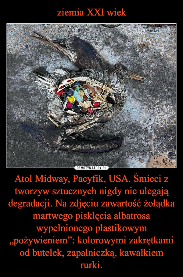 
    ziemia XXI wiek Atol Midway, Pacyfik, USA. Śmieci z tworzyw sztucznych nigdy nie ulegają degradacji. Na zdjęciu zawartość żołądka martwego pisklęcia albatrosa wypełnionego plastikowym „pożywieniem”: kolorowymi zakrętkami od butelek, zapalniczką, kawałkiem rurki.