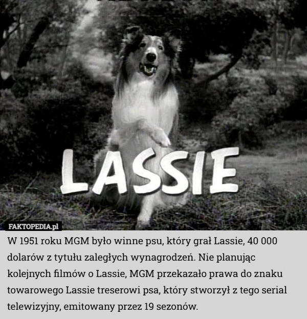 
    W 1951 roku MGM było winne psu, który grał Lassie, 40 000 dolarów z tytułu
