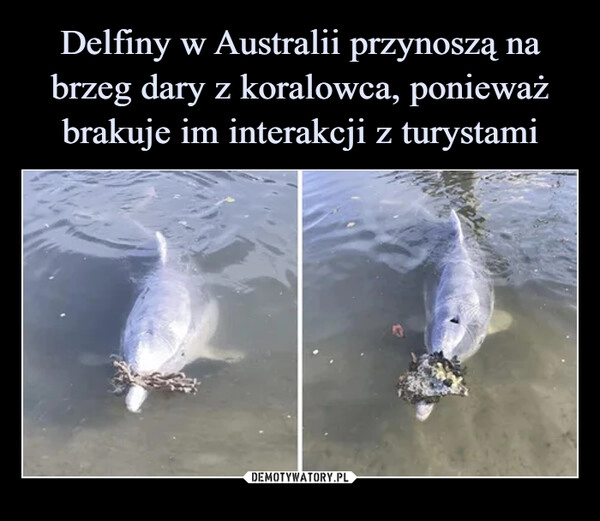 
    Delfiny w Australii przynoszą na brzeg dary z koralowca, ponieważ brakuje im interakcji z turystami 