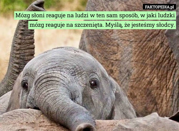 
    Mózg słoni reaguje na ludzi w ten sam sposób, w jaki ludzki mózg reaguje...