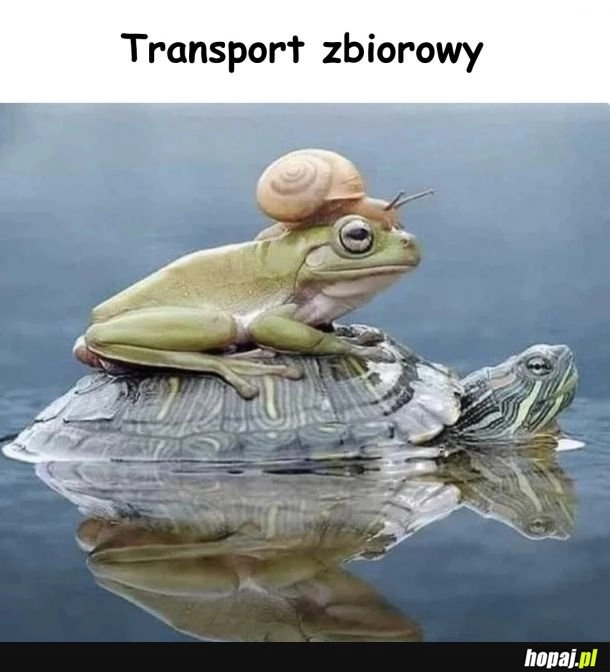 
    Transport