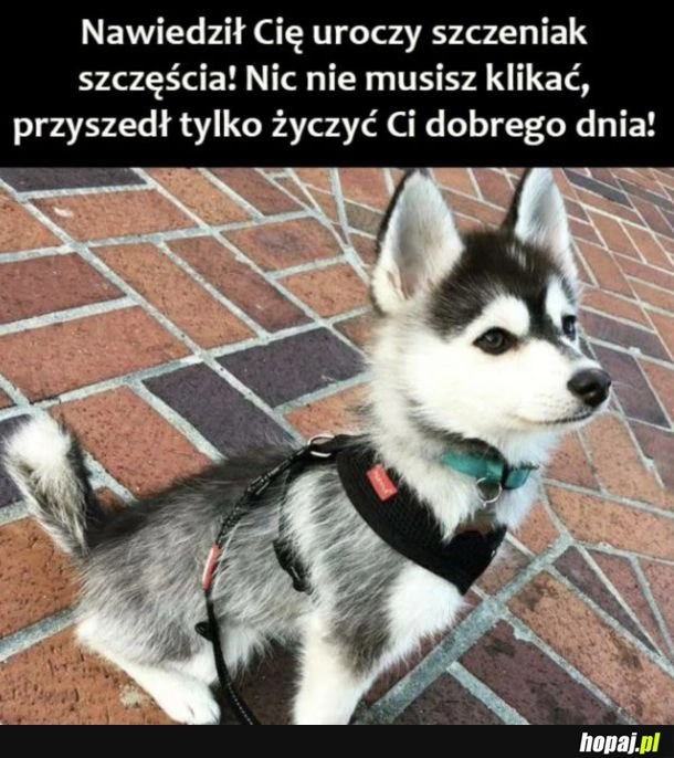 
    Miłego dnia