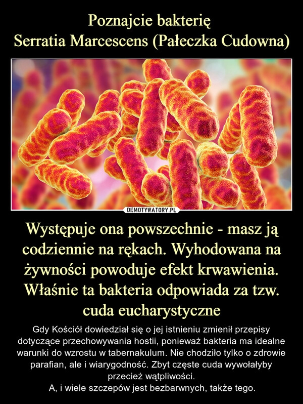 
    Poznajcie bakterię 
Serratia Marcescens (Pałeczka Cudowna) Występuje ona powszechnie - masz ją codziennie na rękach. Wyhodowana na żywności powoduje efekt krwawienia. Właśnie ta bakteria odpowiada za tzw. cuda eucharystyczne