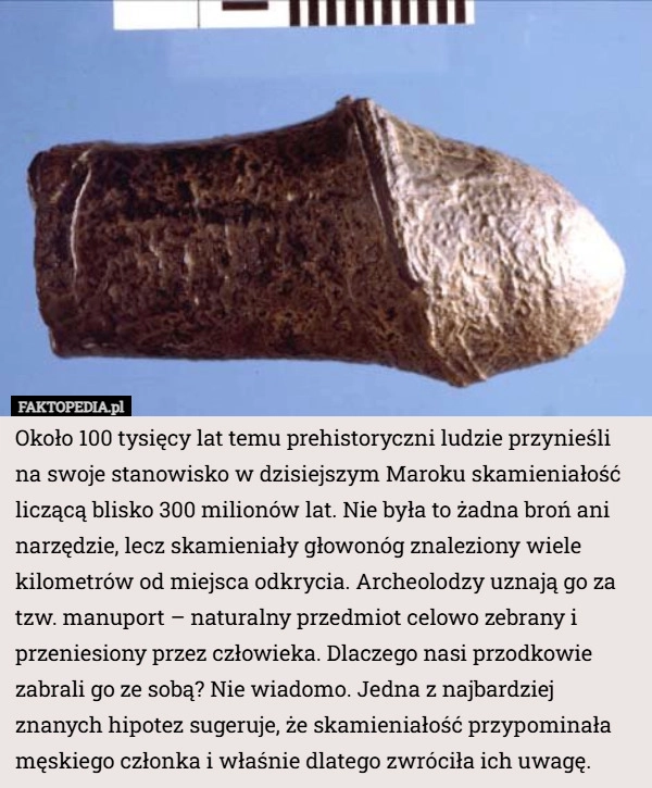 
    Około 100 tysięcy lat temu prehistoryczni ludzie przynieśli na swoje stanowisko...