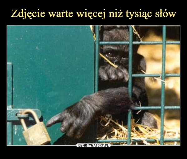 
    Zdjęcie warte więcej niż tysiąc słów