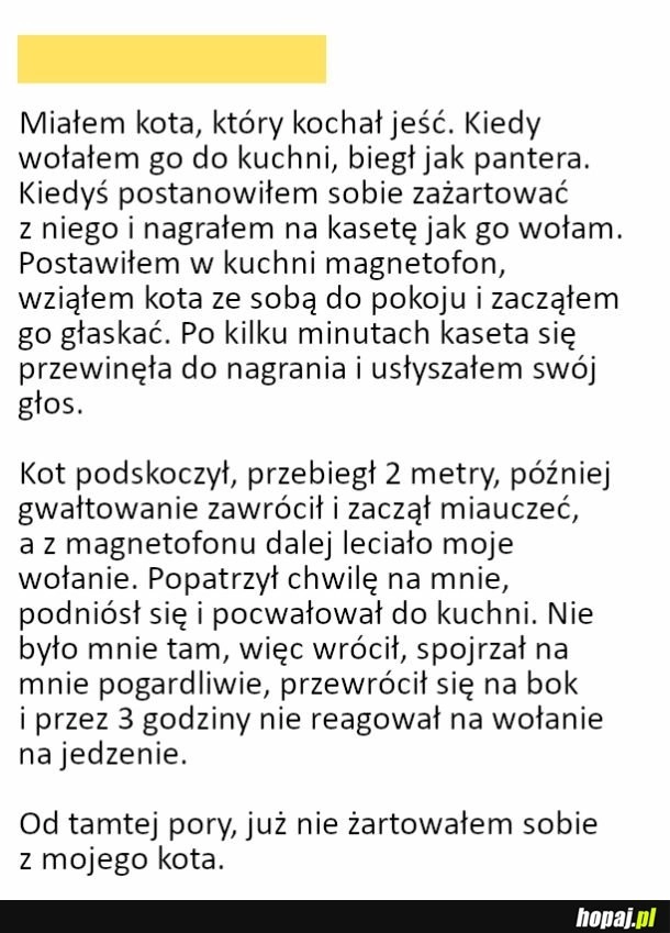 
    Żarty z kota