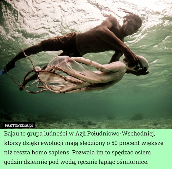 
    Bajau to grupa ludności w Azji Południowo-Wschodniej, którzy dzięki ewolucji