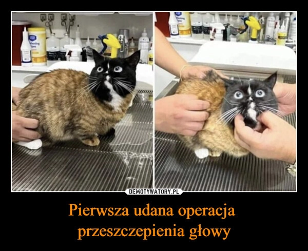 
    Pierwsza udana operacja 
przeszczepienia głowy