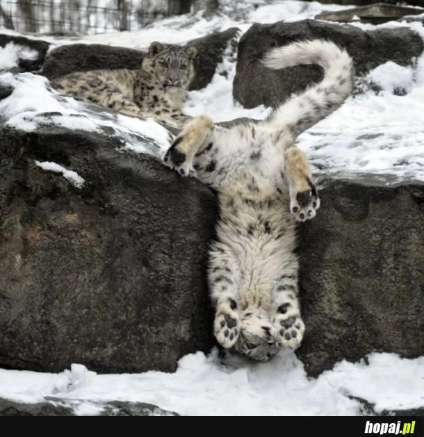 
    Majestatyczne śnieżne lamparty.