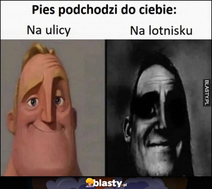 
    Pies podchodzi do ciebie na ulicy vs na lotnisku porównanie