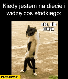 
    Kiedy jestem na diecie i widzę coś słodkiego kot zjem nie nie mogę