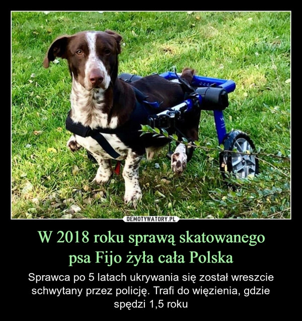 
    W 2018 roku sprawą skatowanego
psa Fijo żyła cała Polska