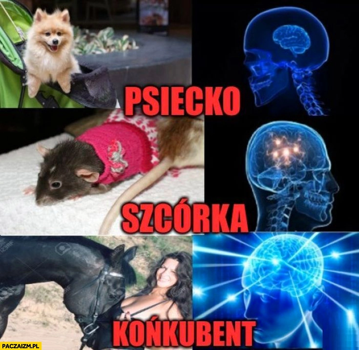 
    Pies psiecko, szczur szcórka, koń końkubent