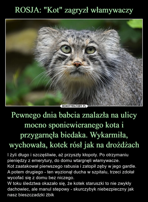 
    ROSJA: "Kot" zagryzł włamywaczy Pewnego dnia babcia znalazła na ulicy mocno sponiewieranego kota i przygarnęła biedaka. Wykarmiła, wychowała, kotek rósł jak na drożdżach