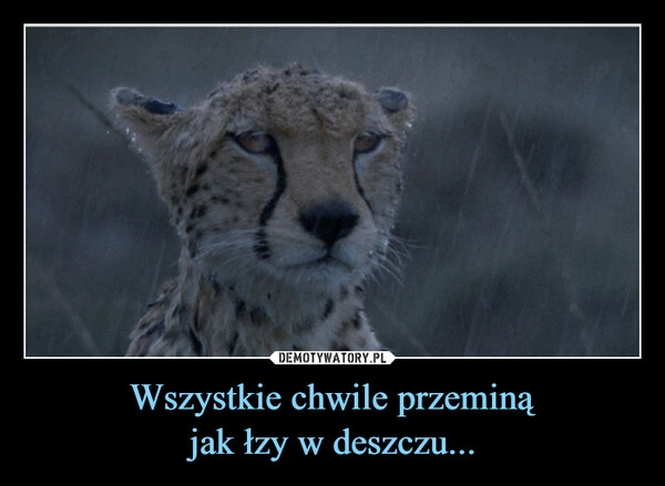 
    Wszystkie chwile przeminą
jak łzy w deszczu...