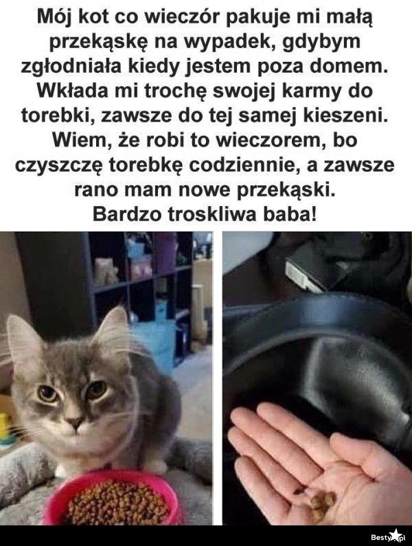 
    Troskliwy kotek 