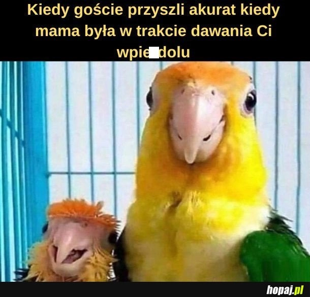 
    Goście.