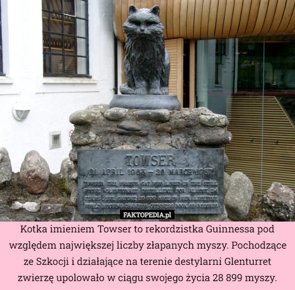 
    Kotka imieniem Towser to rekordzistka Guinnessa pod względem największej