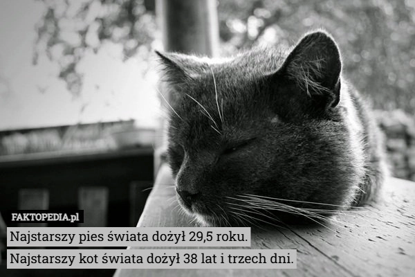 
    Najstarszy pies świata dożył 29,5 roku.
Najstarszy kot świata dożył 38 lat