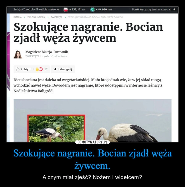 
    Szokujące nagranie. Bocian zjadł węża żywcem.