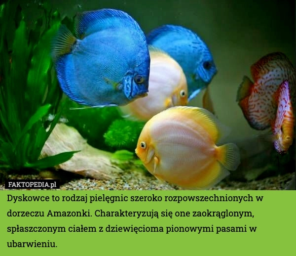 
    Dyskowce to rodzaj pielęgnic szeroko rozpowszechnionych w dorzeczu Amazonki.