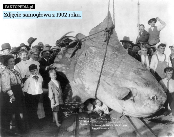 
    Zdjęcie samogłowa z 1902 roku.